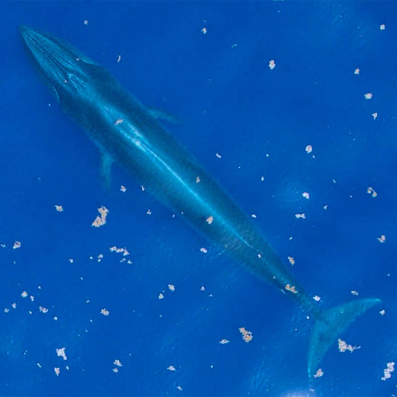 A gulf of mexico whale from the air
